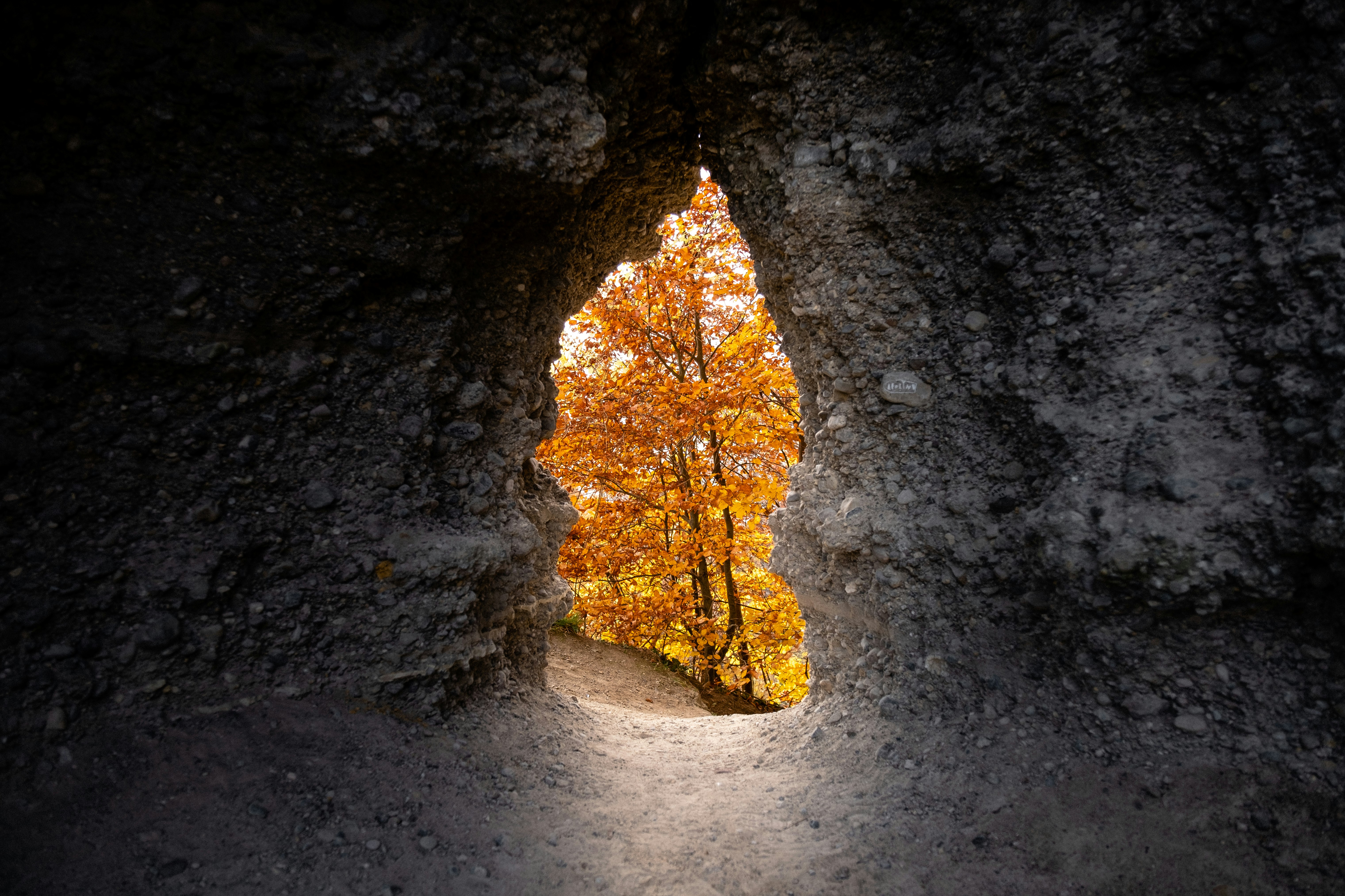 yellow tree outdoor near the cave